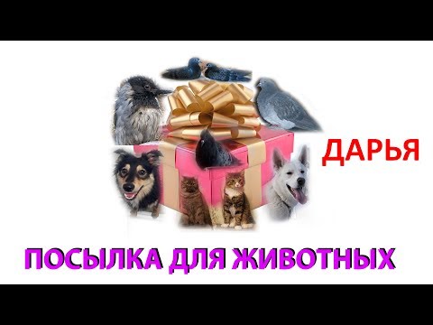 Видео: Посылка для животных. ДАРЬЯ (Москва)