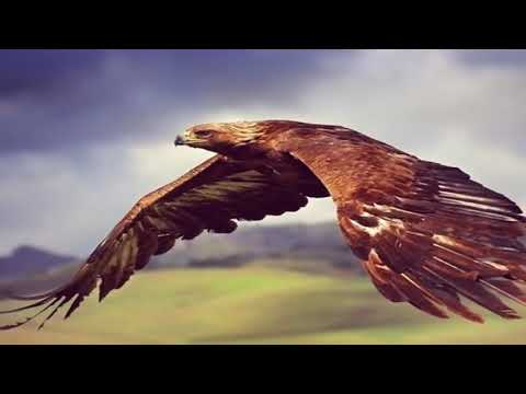 Видео: Правды берег ЛКН