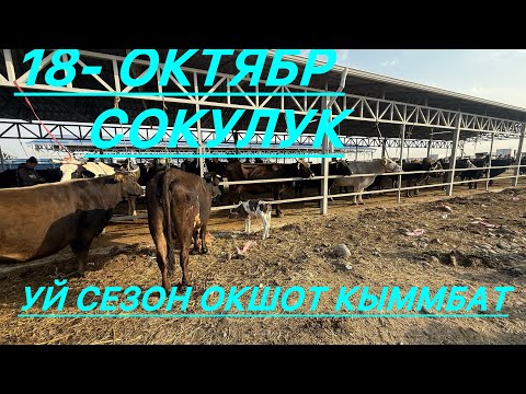 Видео: Уй базар сокулук мал базары 18- октябр