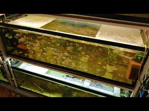 Видео: #Аквариум#Обзор стойки#.  #Размеры и из чего сделаны#