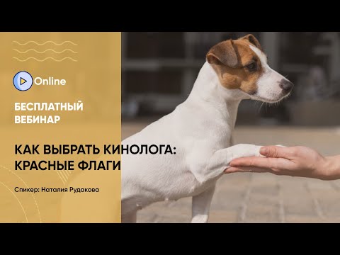 Видео: Вебинар «Как выбрать кинолога и распознать красные флаги»