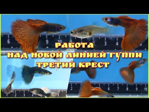 Видео: РАБОТА НАД НОВОЙ ЛИНИЕЙ ГУППИ. ЭПИЗОД 3. ПОТОМСТВО F2 и ТРЕТИЙ КРЕСТ / WORK ON A NEW LINE OF GUPPIES