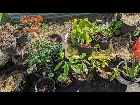 Видео: Оживите старую почву и создайте контейнерный сад примерно за 20 долларов, повторно используя горш...