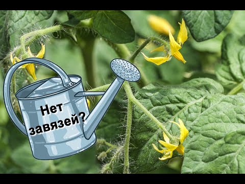 Видео: Почему не завязываются помидоры и огурцы?