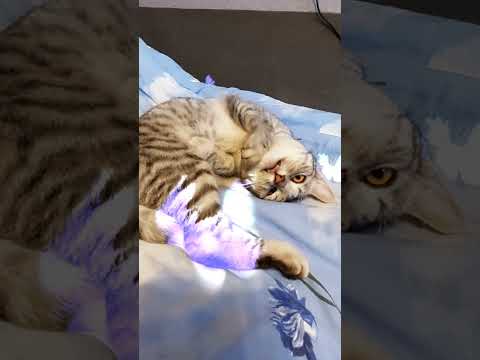 Видео: Милашка #коты #cat #смешныекоты #catlover