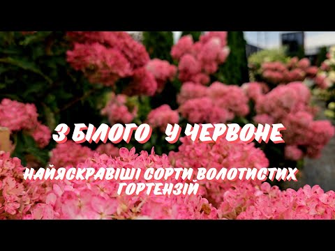 Видео: Найчервоніші сорти волотистих гортензій. Зацвітають білими і поступово  стають неймовірно яскравими