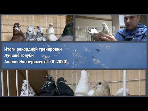 Видео: Разбор полетов: Рекордное время, Лучшие голуби, Анализ Эксперимента