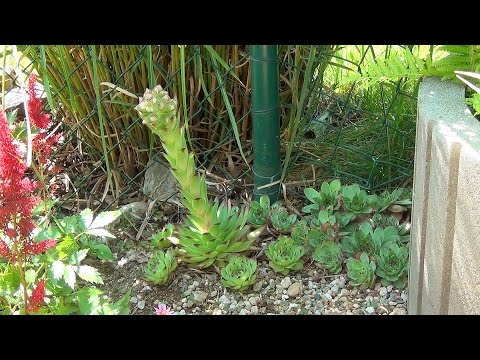 Видео: Суккуленты в саду