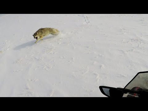 Видео: охота на волков   степные охотники 2021   Wolf Hunting 2021
