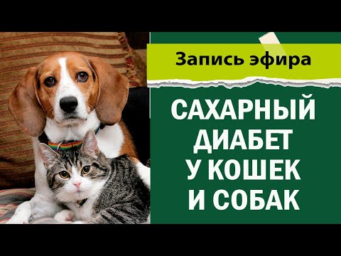 Видео: Сахарный диабет у кошек и собак