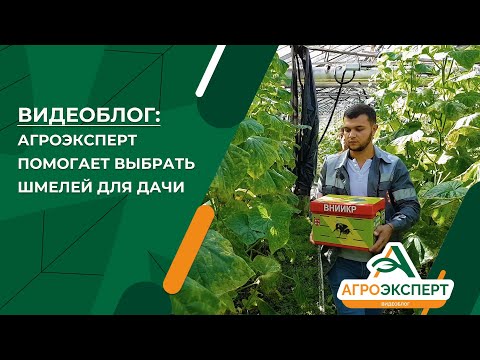 Видео: Агроэксперт помогает выбрать шмелей для дачи