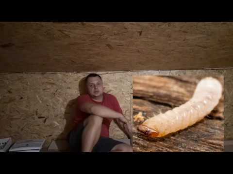 Видео: Как избавится от короеда шашеля без химии и микроволн.