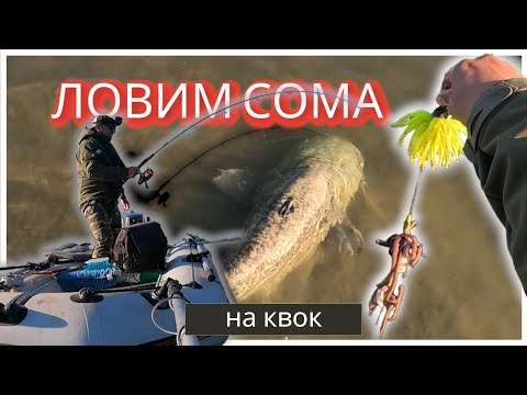 Видео: Рыбалка на Сома. С квоком  за речными МОНСТРАМИ.