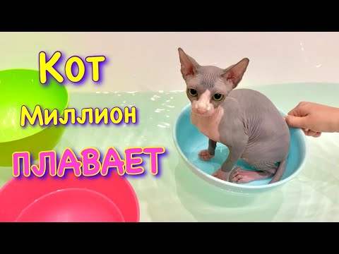 Видео: Кот МОЕТСЯ В ВАННОЙ 😱 Кот Миллион