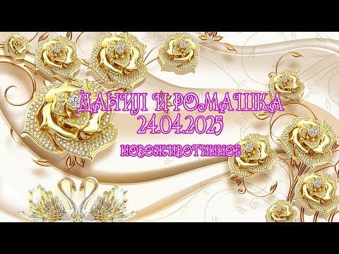 Видео: ДАНИЛ И РОМАШКА 24.04.2025 НОВОЖИВОТИННОЕ