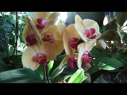 Видео: Чем разочаровала меня🌸🌻 групповая посадка🤔😊😄🍀(30.10.2020)