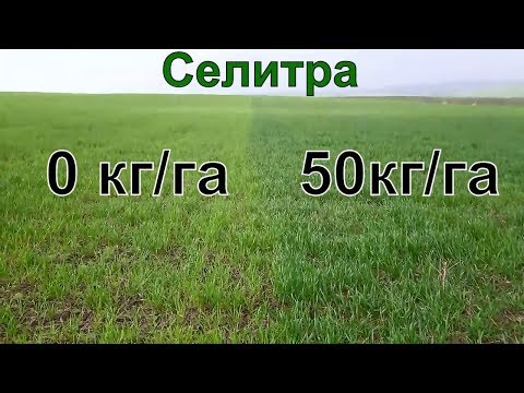 Видео: Пшеница  "С" и "Без" Селитры. Часть 2