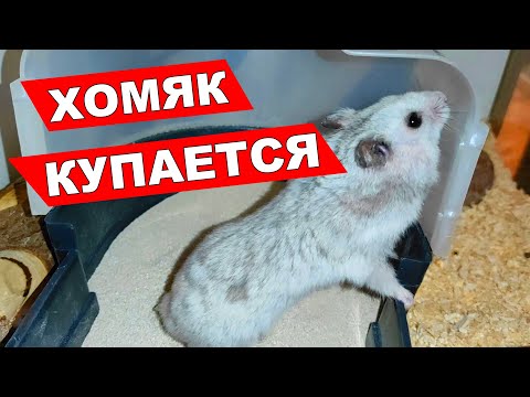 Видео: ХОМЯК КУПАЕТСЯ | ПЕСОК ДЛЯ ХОМЯКА | САМЫЙ ЛУЧШИЙ ПЕСОК ДЛЯ КУПАНИЯ ХОМЯКОВ