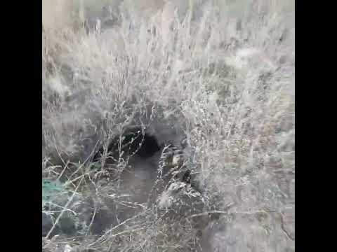 Видео: Объезд Барсучих нор. Барсука много.