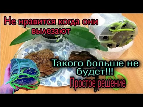 Видео: 🔐Корням Орхидей Больше не Убежать👌  Гениально и Просто//Новый вариант посадки орхидей👧