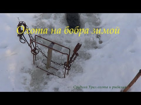 Видео: Охота на бобра капканами Зимой. Сезон 2019-2020.  Установка капканов под лёд.