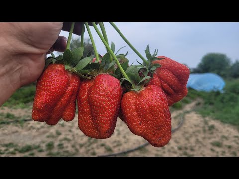 Видео: Клубника Лючия, крупная новинка со сладкой ягодой!