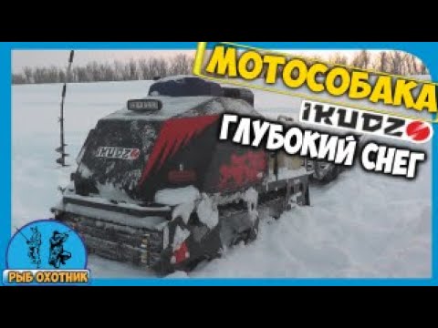 Видео: Мотособака  IKUDZO Рыбалка Глубокий снег Сильный мороз