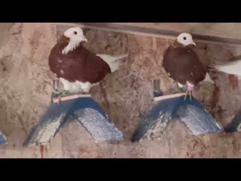 Видео: Утренний осмотр