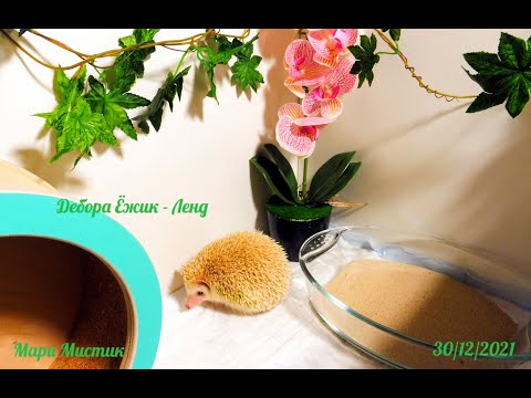 Видео: Пока Василий СПИТ - Дарья за фигурой СЛЕДИТ ))))   карликовые африканские_ёжики