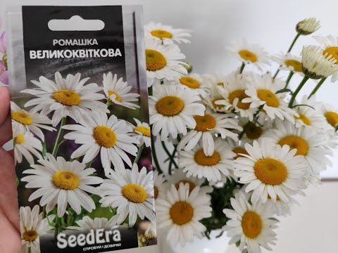 Видео: Що виросло з насіння ромашки за рік?