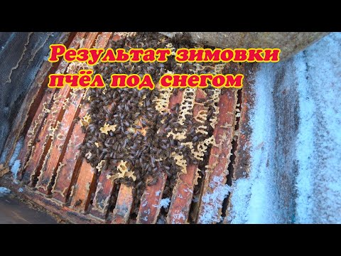 Видео: РЕЗУЛЬТАТ ЗИМОВКИ ПЧЁЛ ПОД СНЕГОМ, СТАРТОВЫЕ РАБОТЫ С ПЧЁЛАМИ НА ПАСЕКЕ