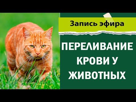 Видео: Переливание крови у животных