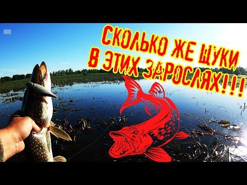 Видео: Злая щука в густой траве или ловля щуки в водяных джунглях/ рыбалка на севере #5