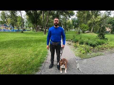 Видео: Маркер и Кликер в дрессировке. Что это такое и как применять?