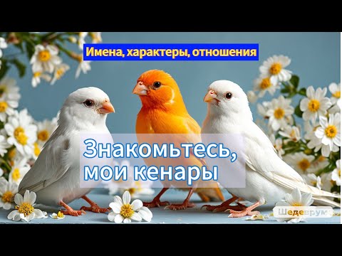 Видео: Мои канарейки: знакомьтесь с крылатыми звёздами канала! 🕊✨