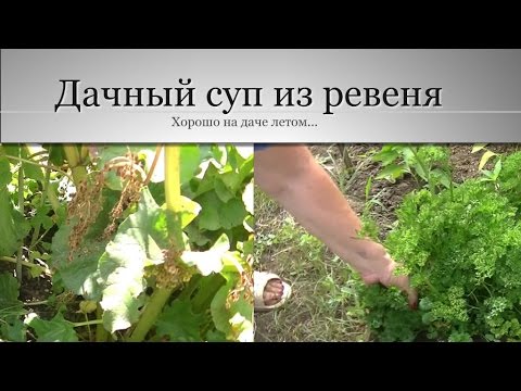 Видео: Дачный суп из ревеня