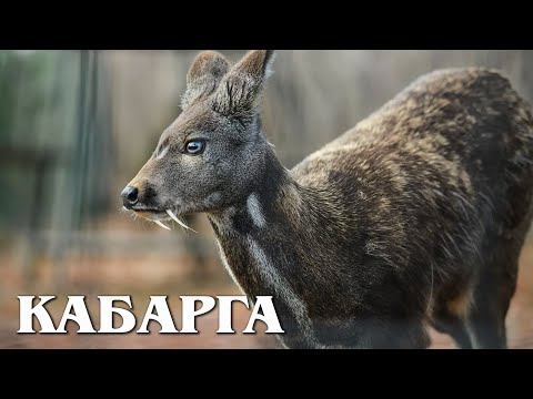 Видео: Кабарга: Мускусный Олень | Интересные факты про кабаргу