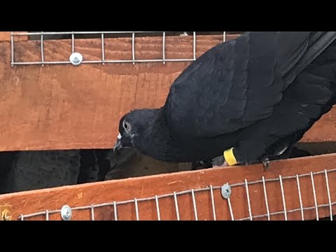 Видео: Как я остался без самых лучших Голубей за один день 