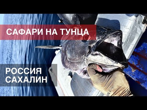 Видео: Погоня за тунцом. Сахалин 2023