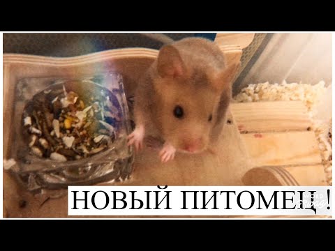 Видео: У меня новый питомец !!!