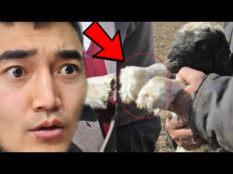 Видео: ТЭД БИДНЭЭС ЮМ НУУГААД БАЙНА УУ?