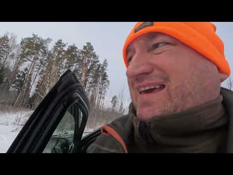 Видео: Загонная охота13.01.24волки в угодье, выход секача на номер ,зверь был но оказался хитрей охотников.