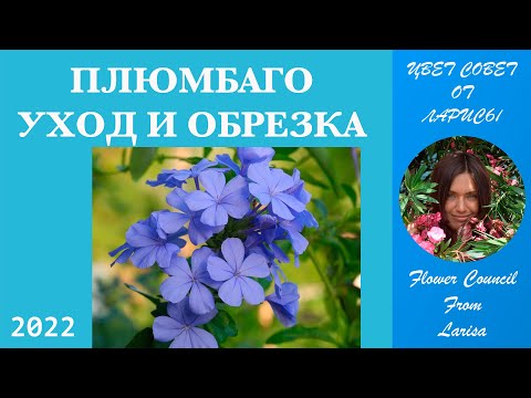 Видео: ПЛЮМБАГО УХОД И ОБРЕЗКА
