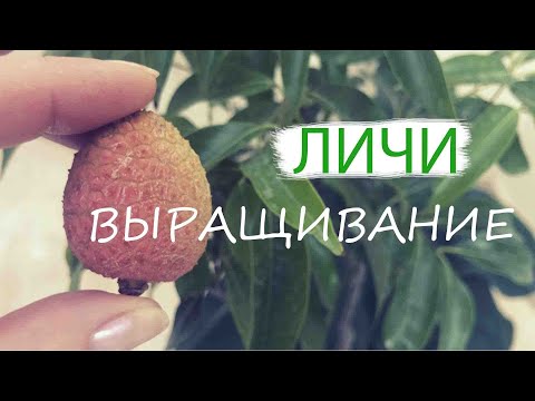 Видео: ЛИЧИ | ВЫРАЩИВАНИЕ