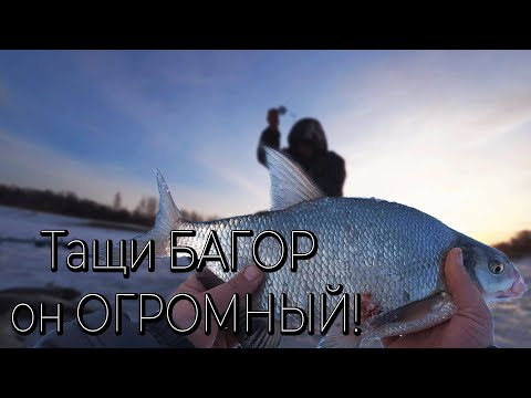 Видео: Зрелищные ПОКЛЁВКИ, ЗДОРОВОГО, КРУПНОГО ЛЕЩА! Зимняя рыбалка 2024 2025!