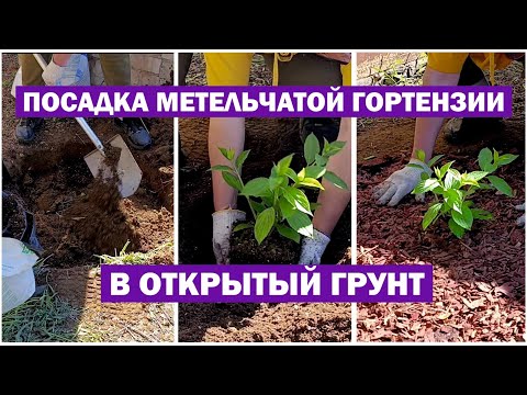 Видео: Сажаю метельчатую гортензию В ОТКРЫТЫЙ ГРУНТ! Все нюансы