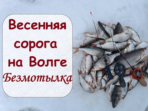 Видео: Весенняя сорога на Волге.  Безмотылка