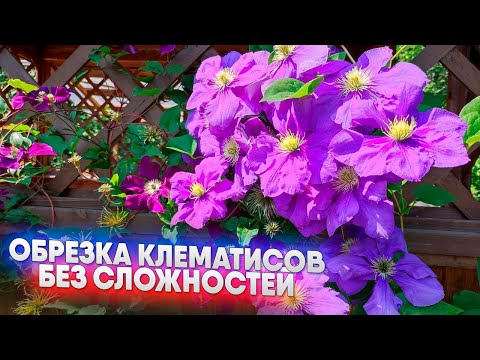 Видео: Обрезка клематисов   без сложностей
