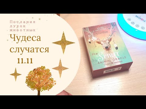 Видео: Какие желания исполнятся 11.11? Ответы от духов животных 🦎🦩🦊🐷