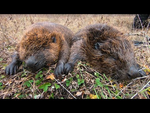 Видео: ОХОТА НА БОБРА ПРОХОДНЫМИ КАПКАНАМИ С ПРИМЕНЕНИЕМ ПРИМАНКИ. 100%%% РЕЗУЛЬТАТ!!!